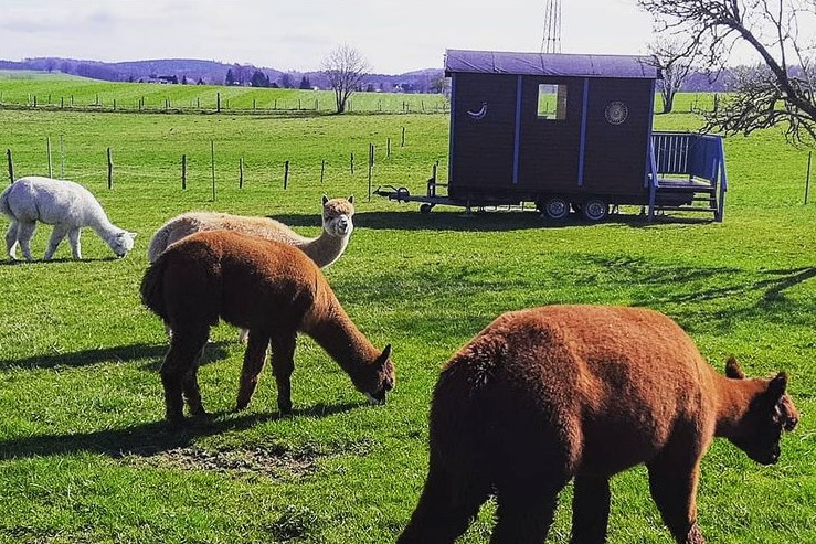 Kuschelig Campen mit Alpakas Campingpl tze Reisen Berger Blog